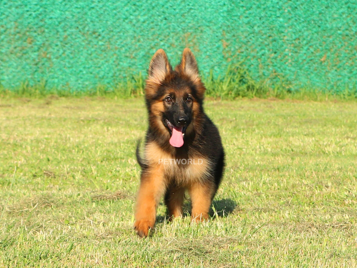 Alman Çoban Köpeği Molly 2