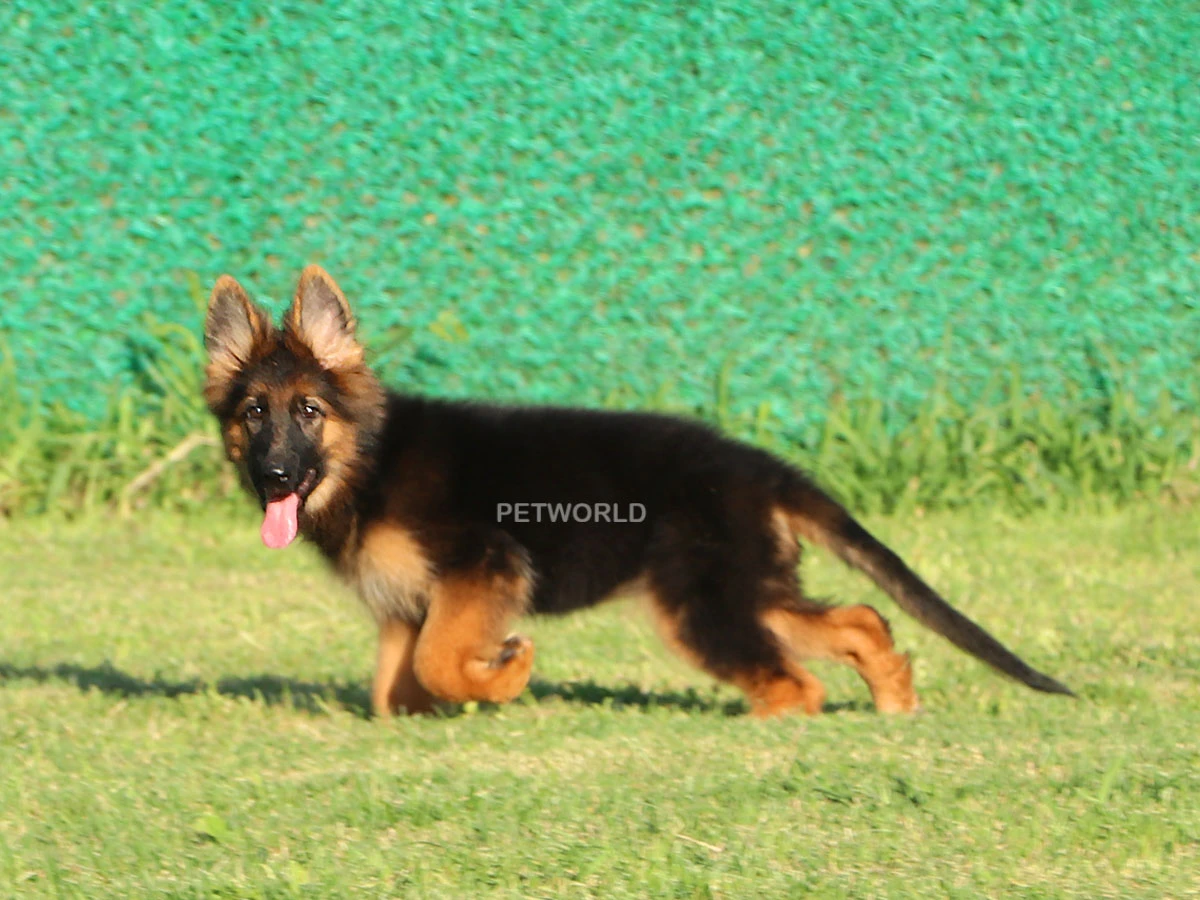 Alman Çoban Köpeği Molly 1