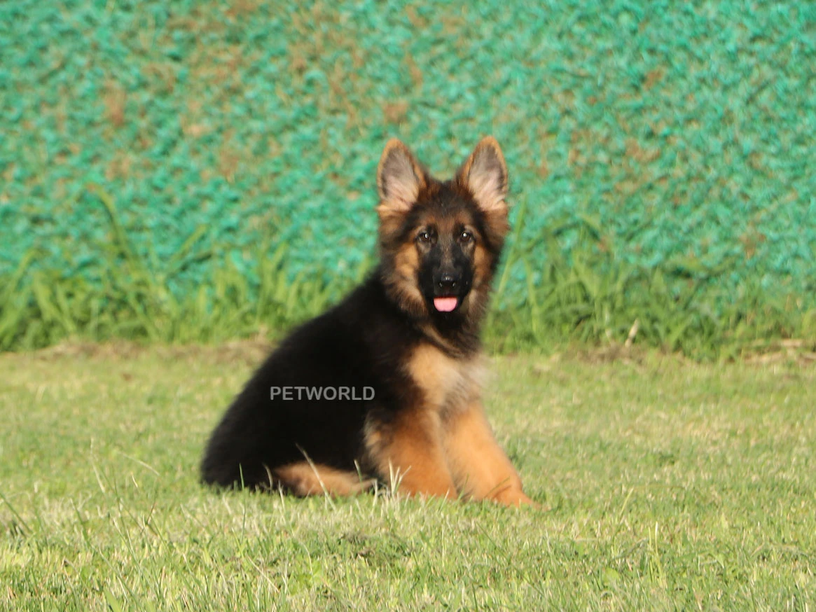 Alman Çoban Köpeği Molly 3