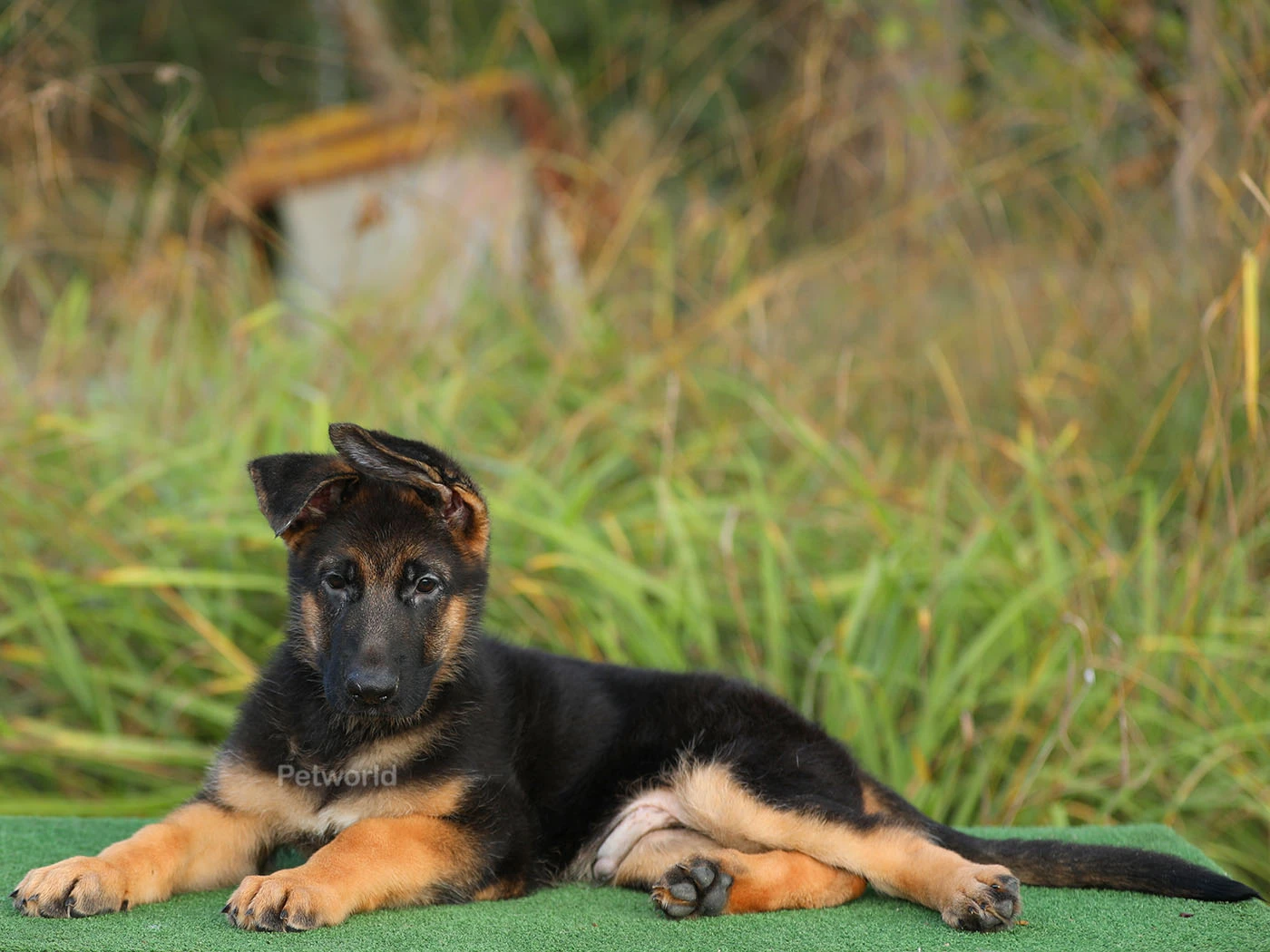 Alman Çoban Köpeği Olivia