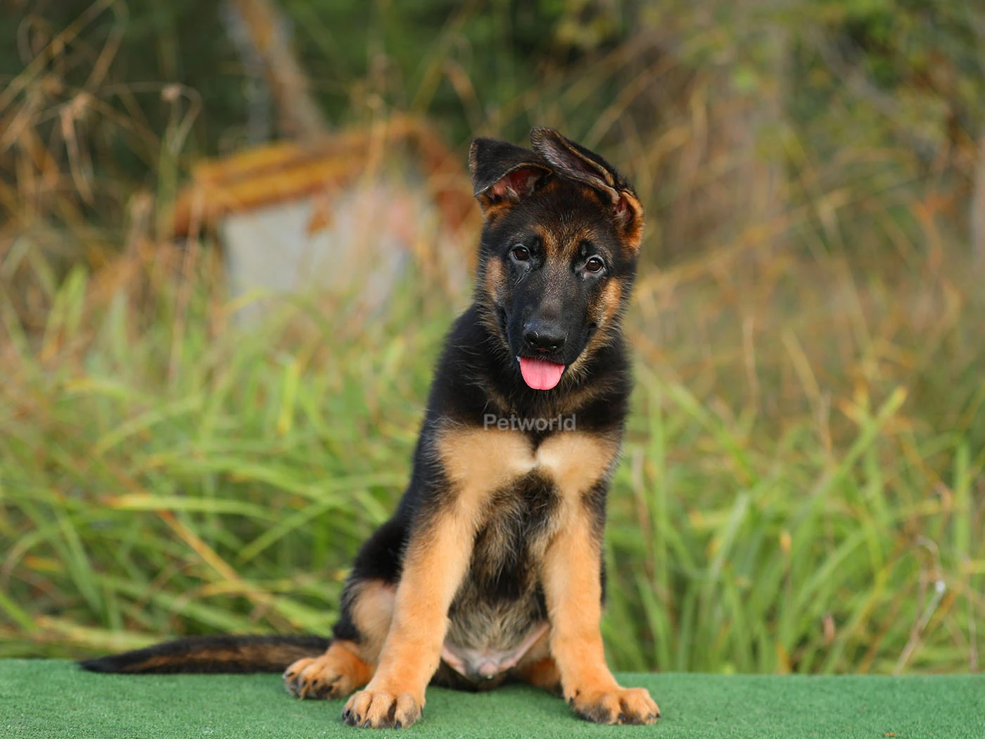 Alman Çoban Köpeği Olivia 1