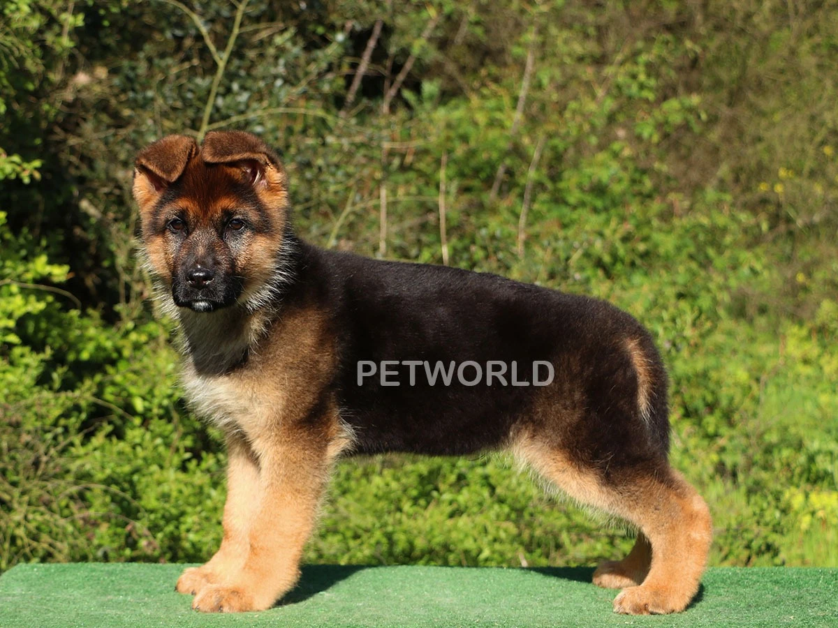 Alman Çoban Köpeği Roks 1