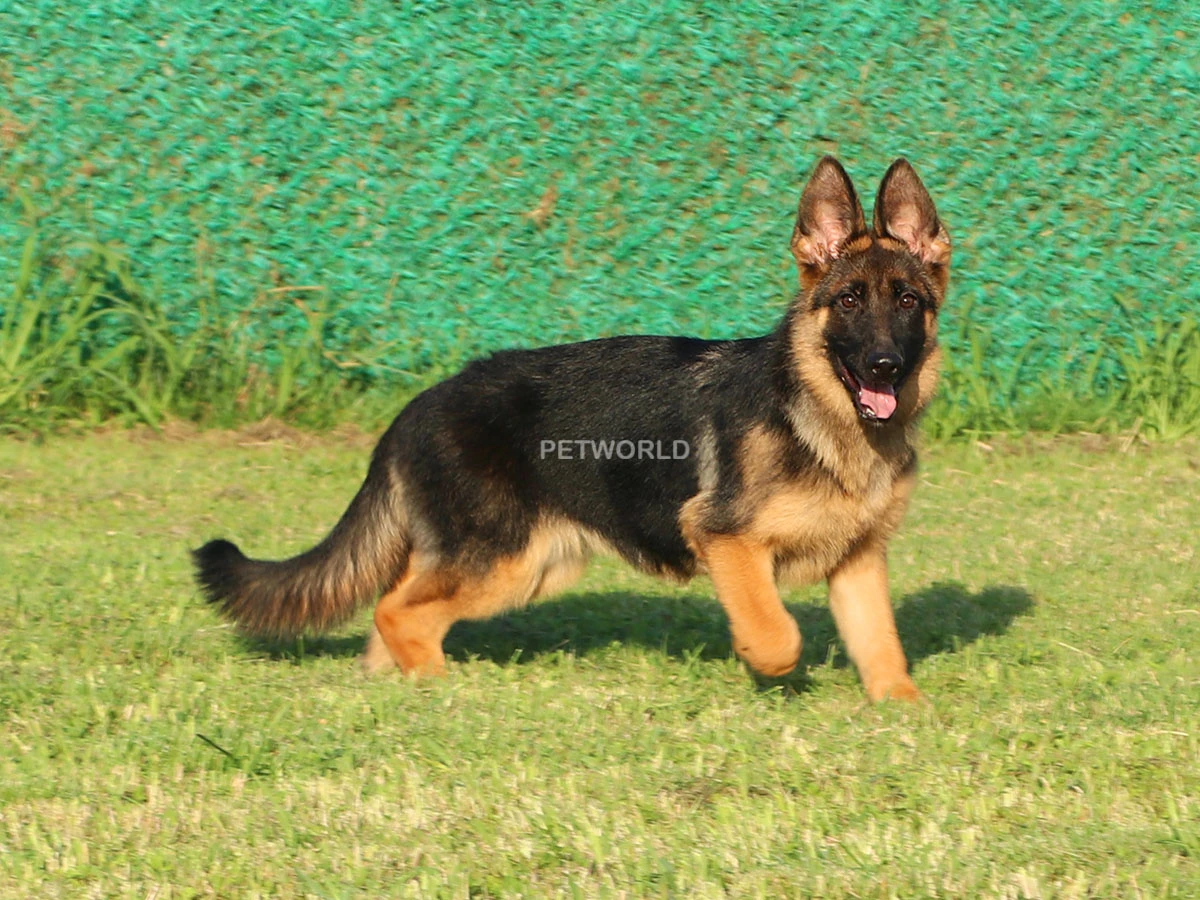 Alman Çoban Köpeği Andressa