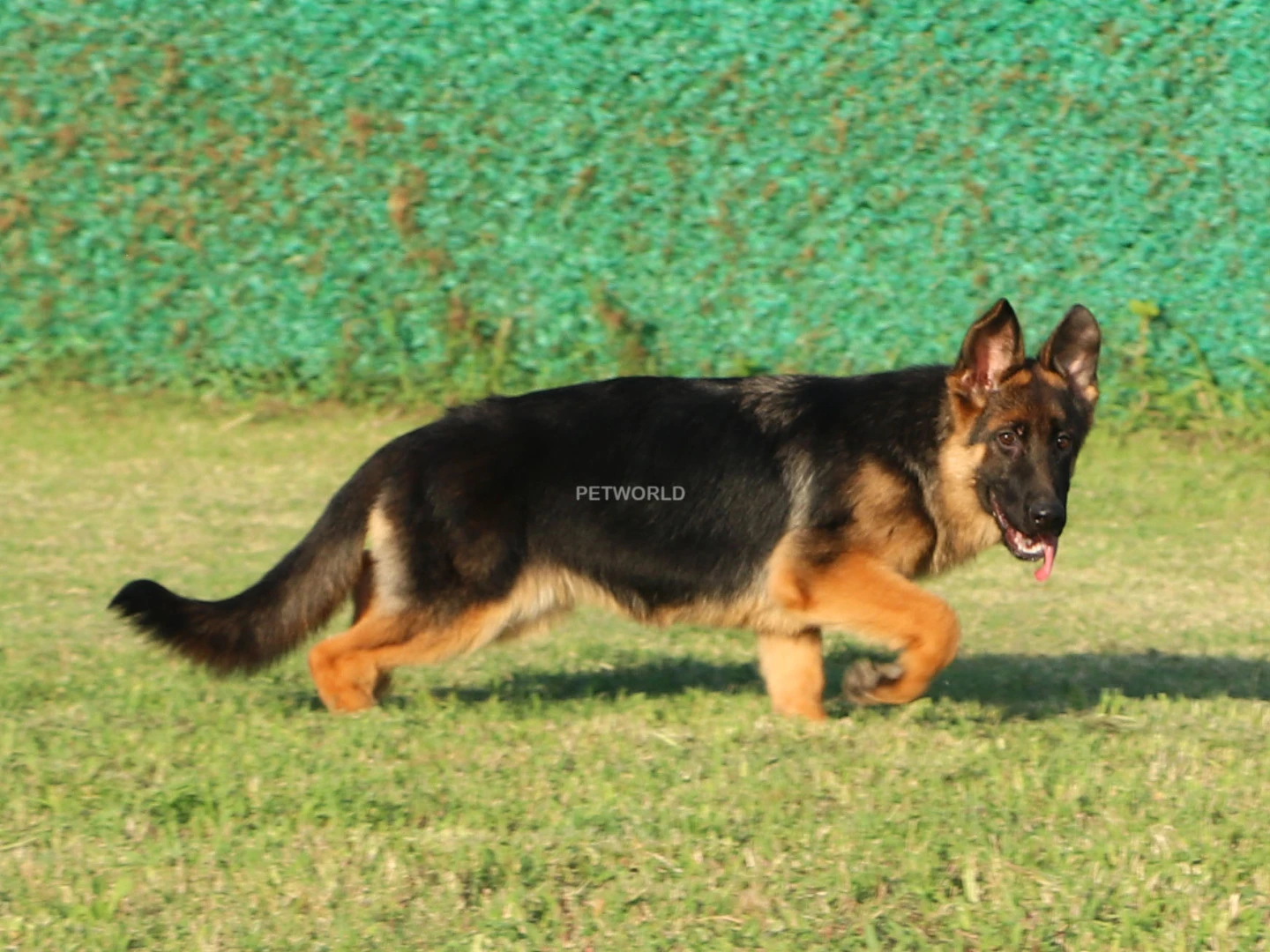 Alman Çoban Köpeği Andressa 2