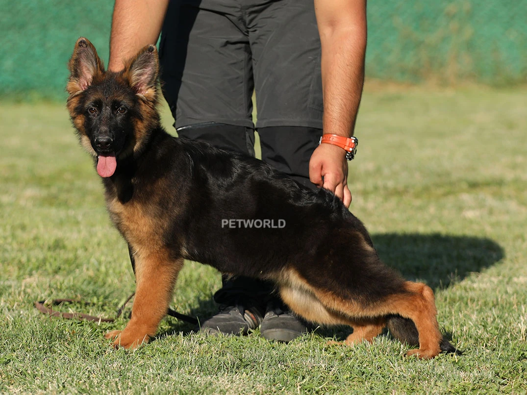Alman Çoban Köpeği Brandy 1