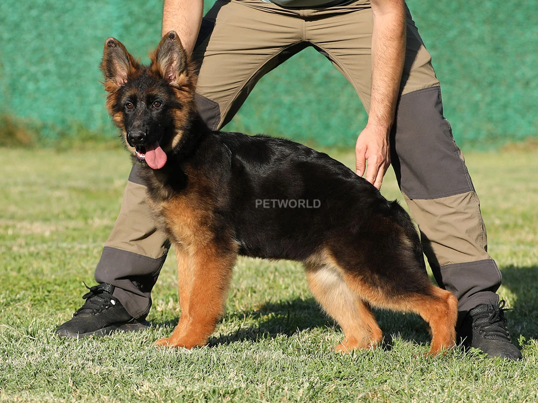 Alman Çoban Köpeği Brandy