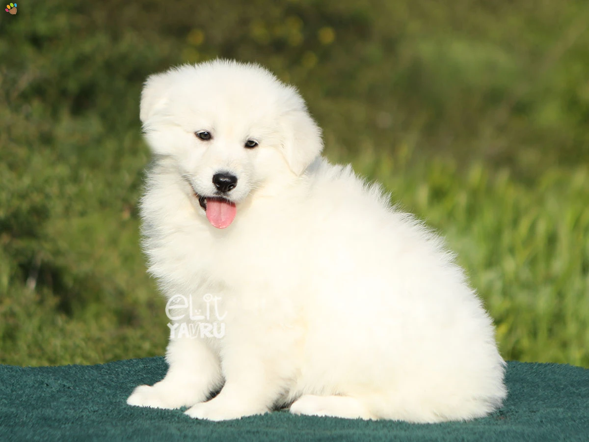 Alman Çoban Köpeği Alice