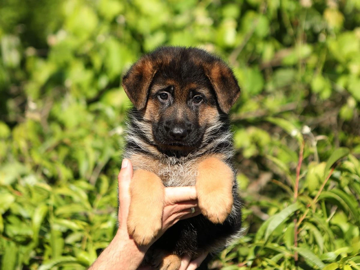 Alman Çoban Köpeği Andressa