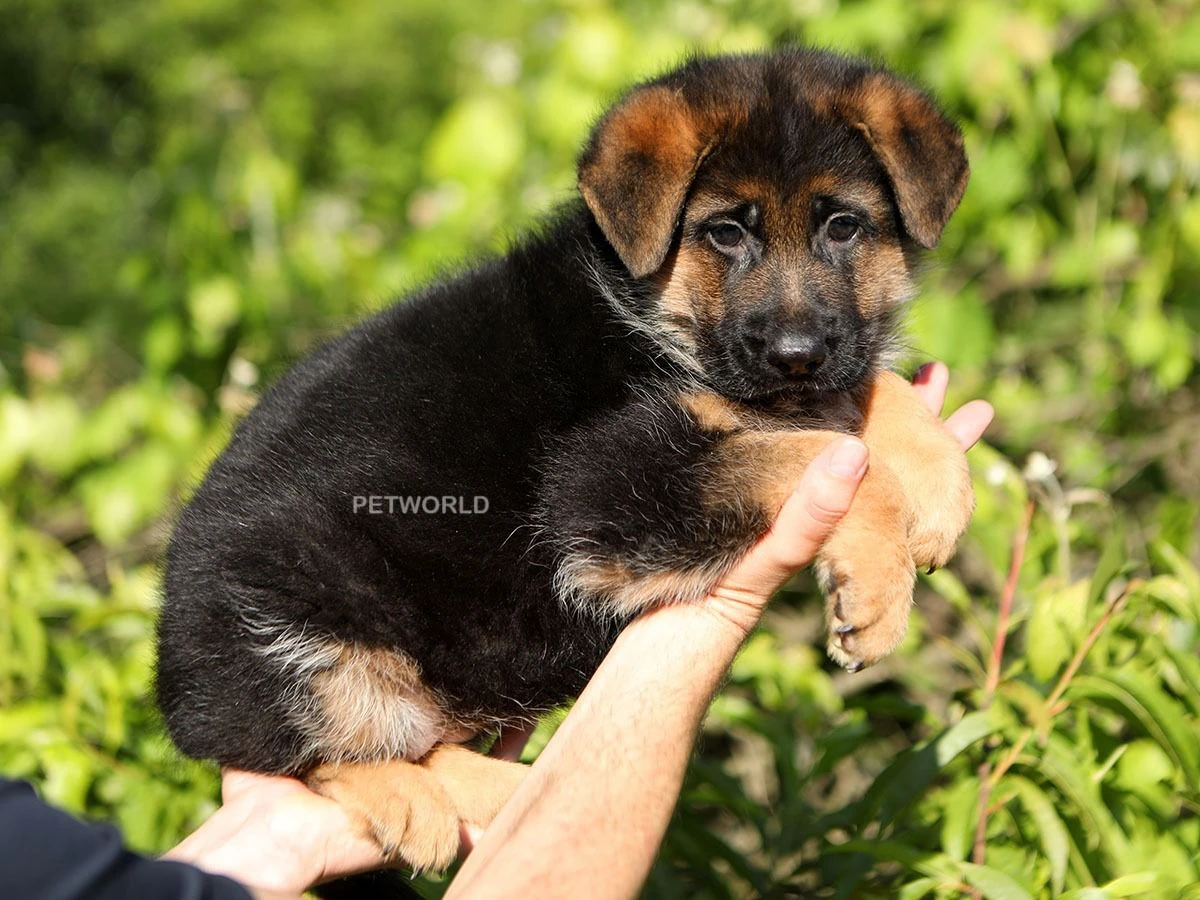 Alman Çoban Köpeği Andressa 2