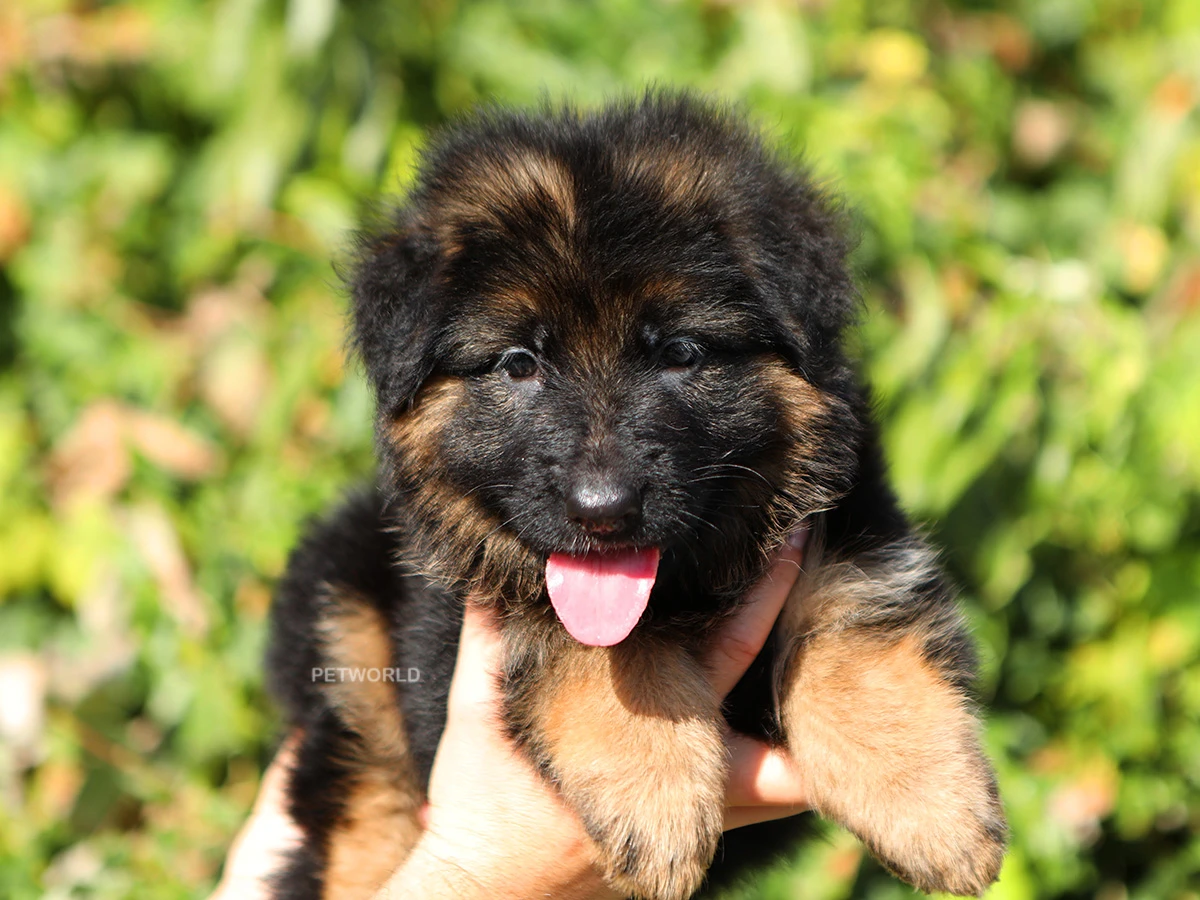 Alman Çoban Köpeği Arya