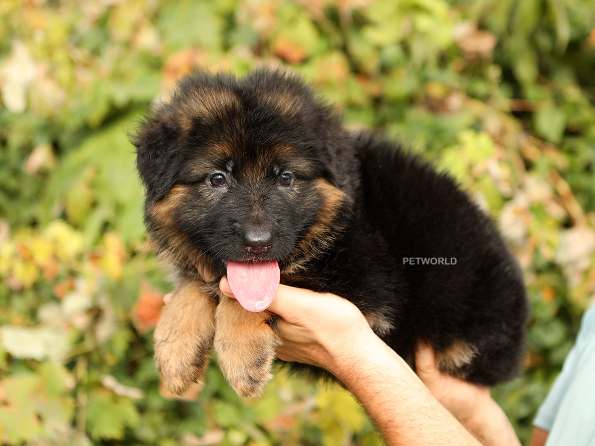 Alman Çoban Köpeği Arya 2