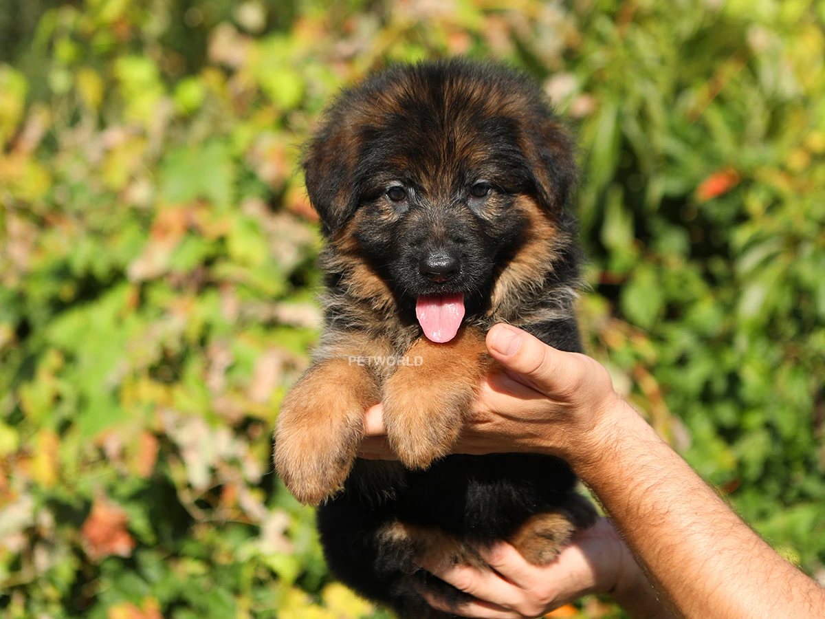 Alman Çoban Köpeği Cherry