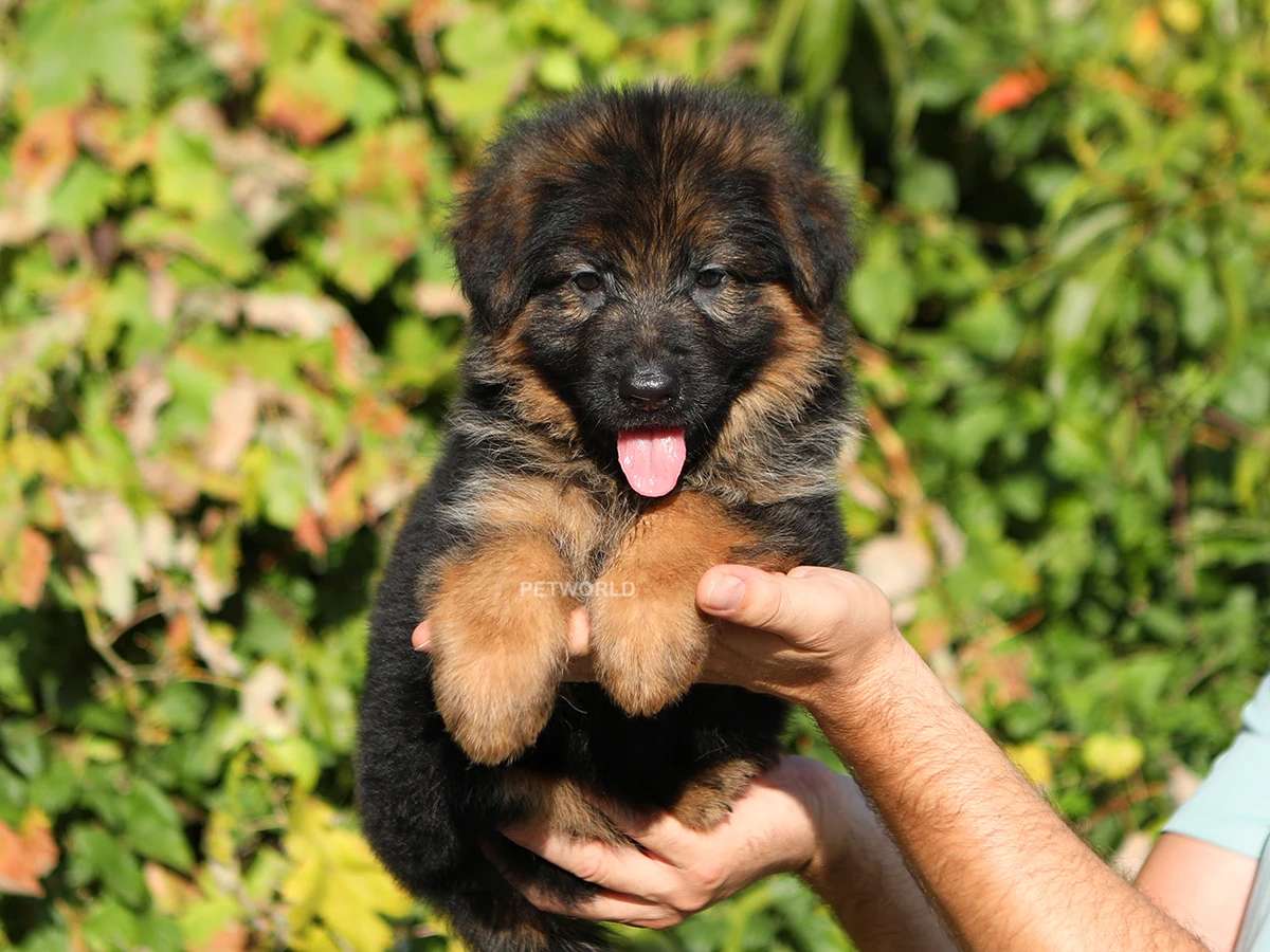 Alman Çoban Köpeği Cherry 1