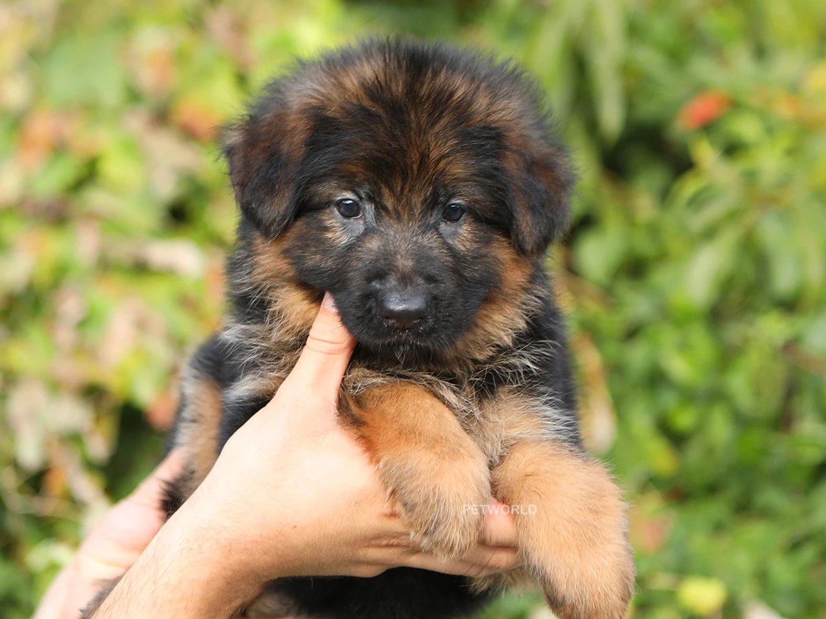 Alman Çoban Köpeği Cherry 2