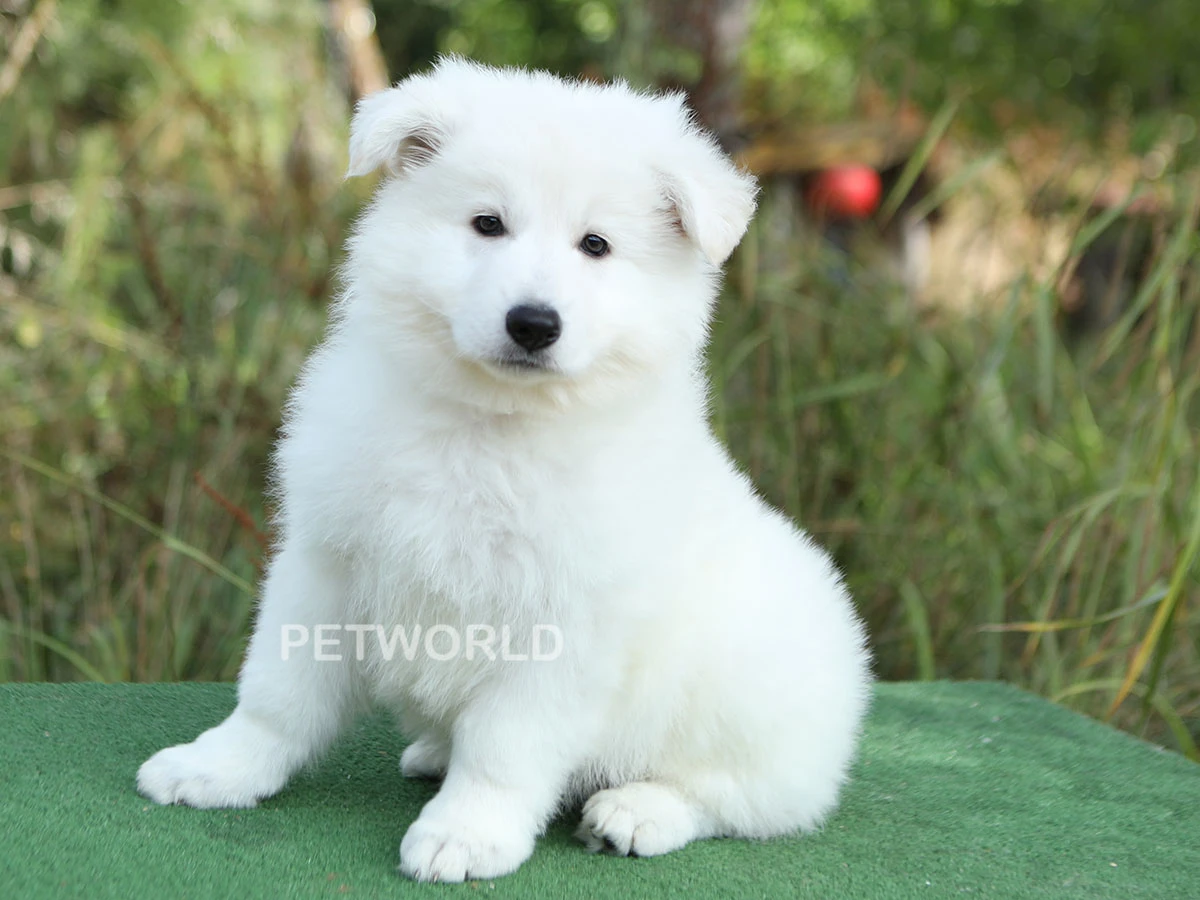 Alman Çoban Köpeği Maple 3