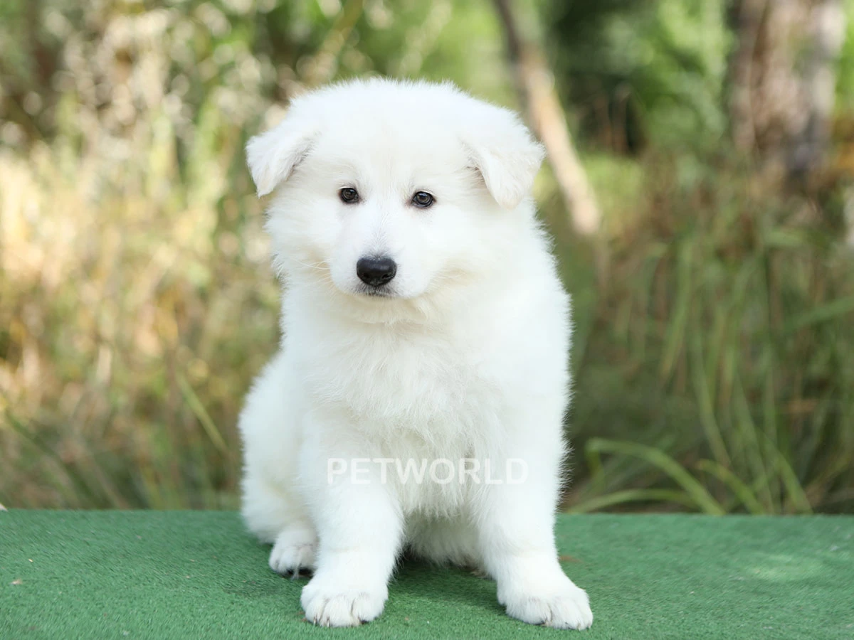 Alman Çoban Köpeği Maple 1