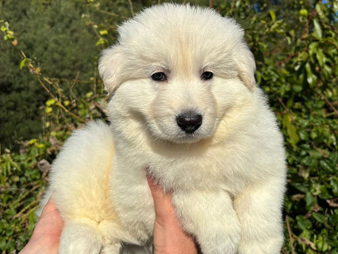 Alman Çoban Köpeği Max 2
