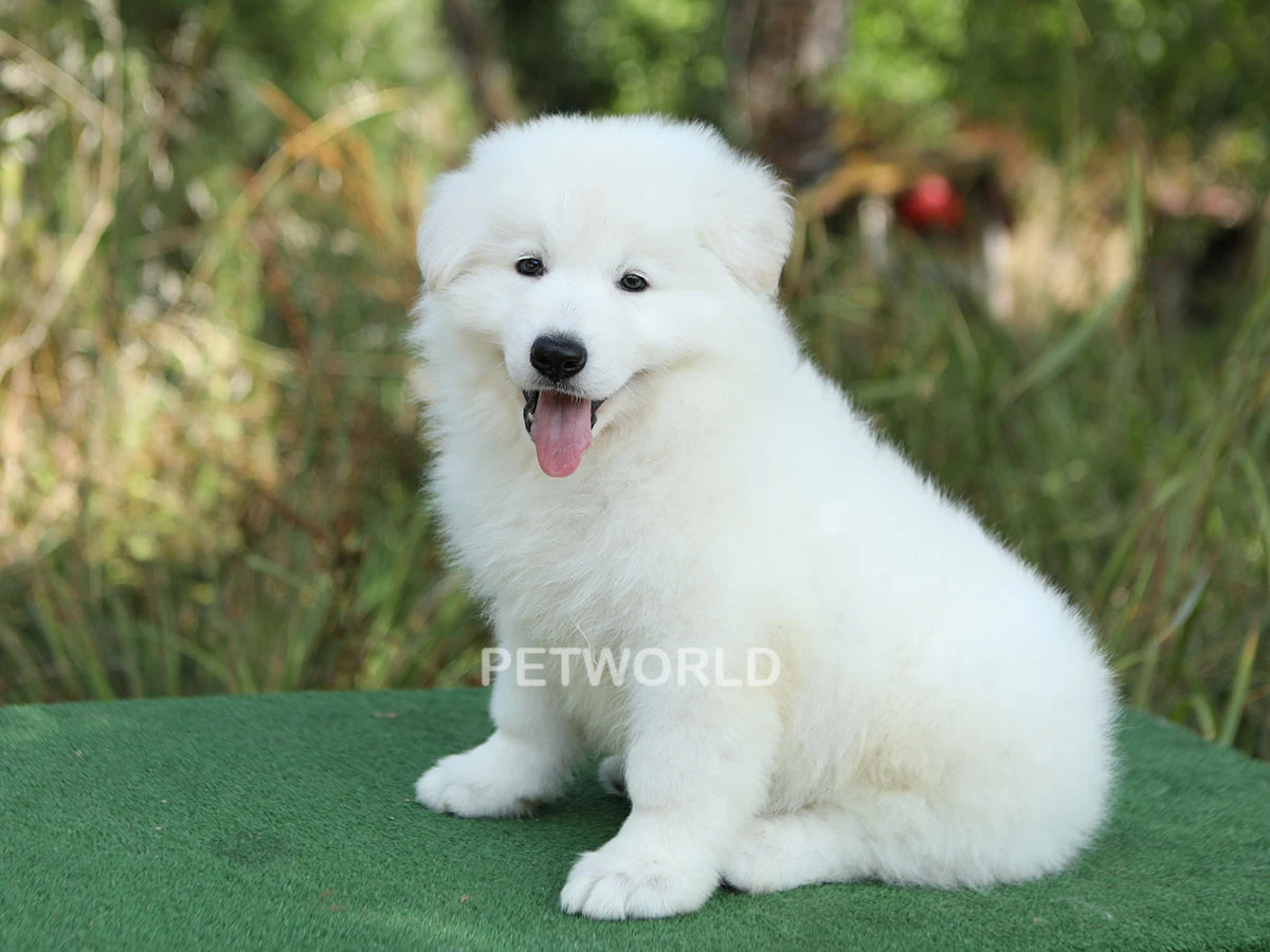 Alman Çoban Köpeği Max