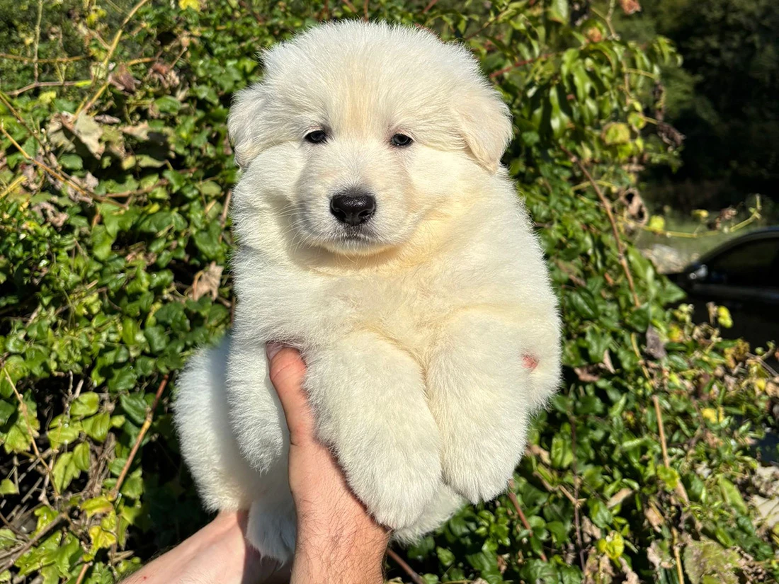Alman Çoban Köpeği Max 1