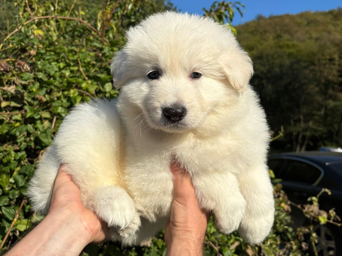 Alman Çoban Köpeği Mino 3