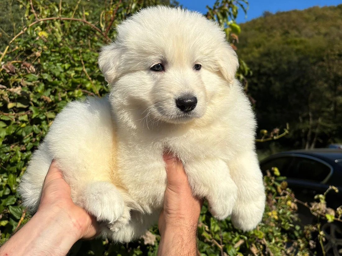 Alman Çoban Köpeği Mino 1