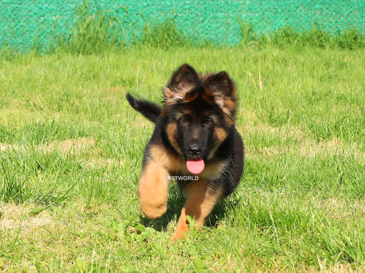 Alman Çoban Köpeği Ozzy 4
