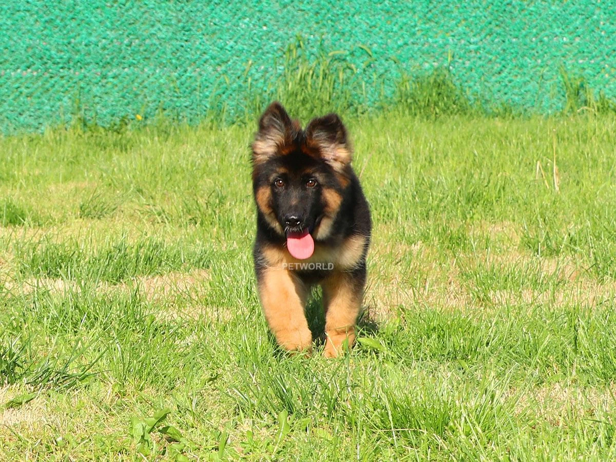 Alman Çoban Köpeği Ozzy 5