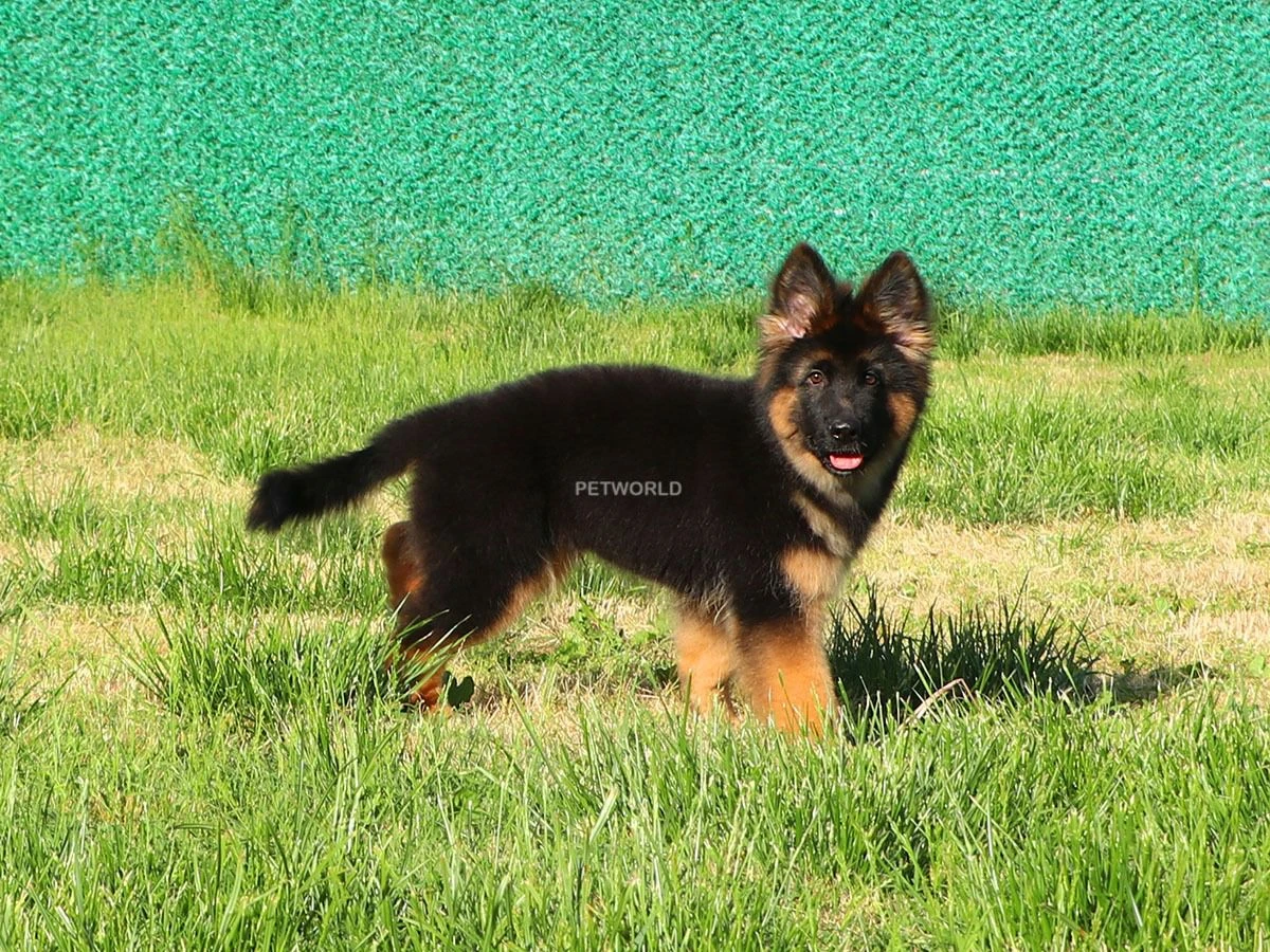 Alman Çoban Köpeği Ozzy 3