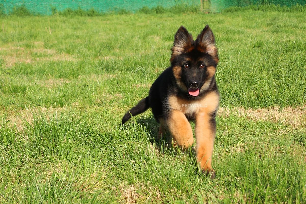 Alman Çoban Köpeği Ozzy