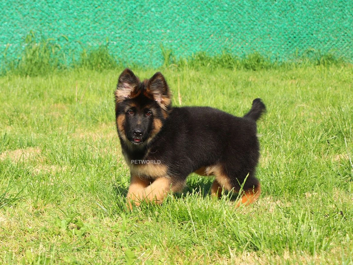 Alman Çoban Köpeği Ozzy 2