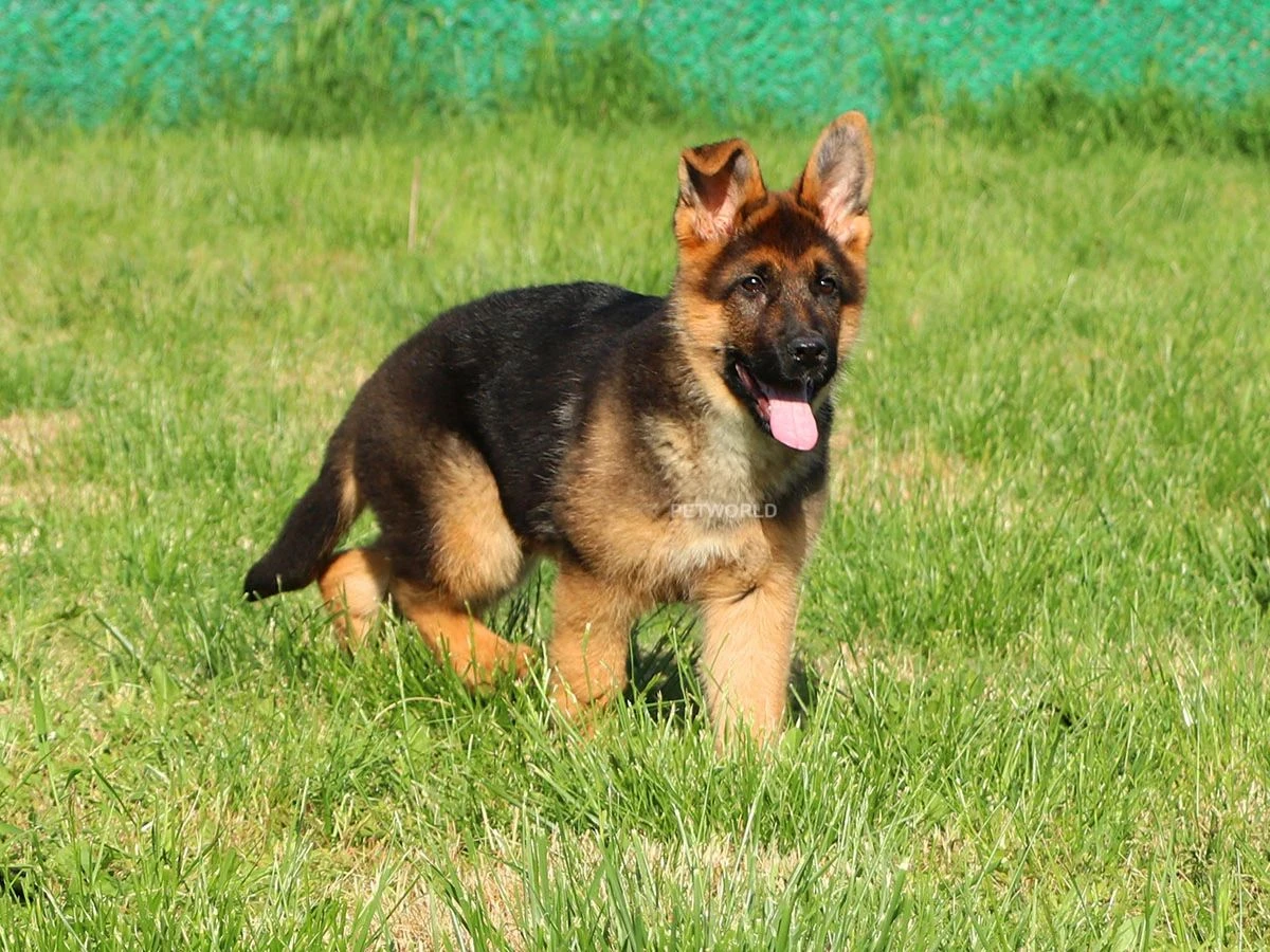 Alman Çoban Köpeği Pars