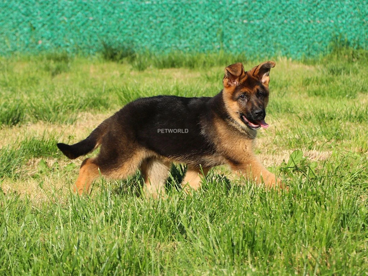 Alman Çoban Köpeği Pars 2