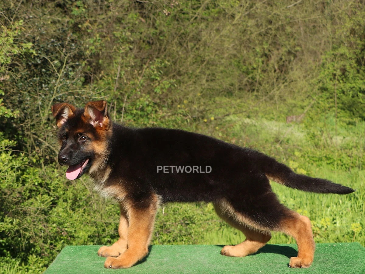 Alman Çoban Köpeği Ranger 1