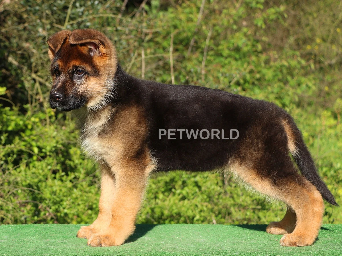 Alman Çoban Köpeği Roks 2