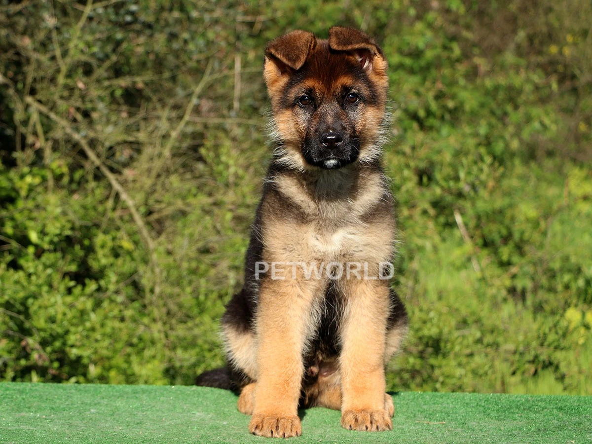 Alman Çoban Köpeği Roks