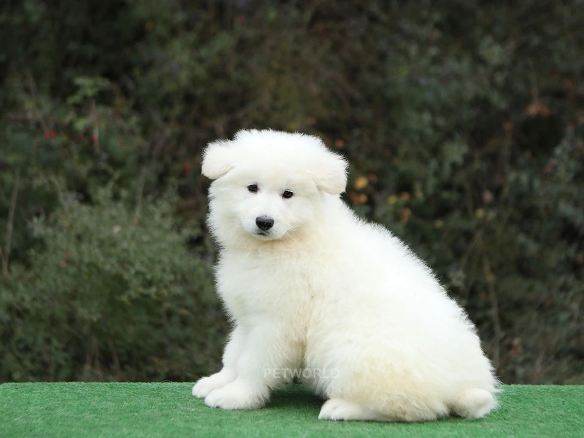 Alman Çoban Köpeği Hector 1