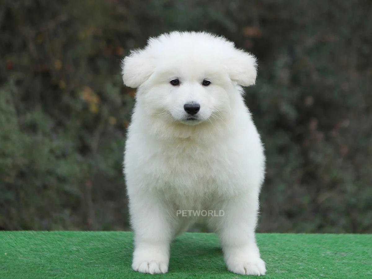 Alman Çoban Köpeği Hector 3