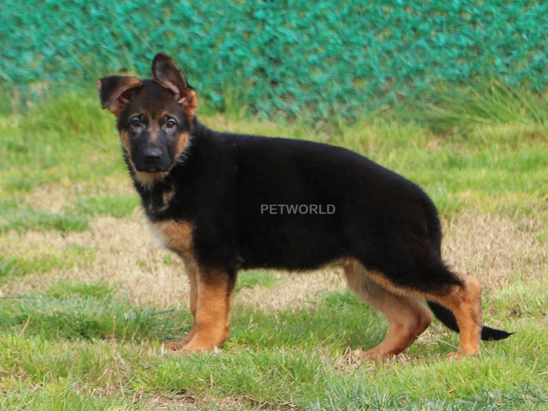 Alman Çoban Köpeği Emma