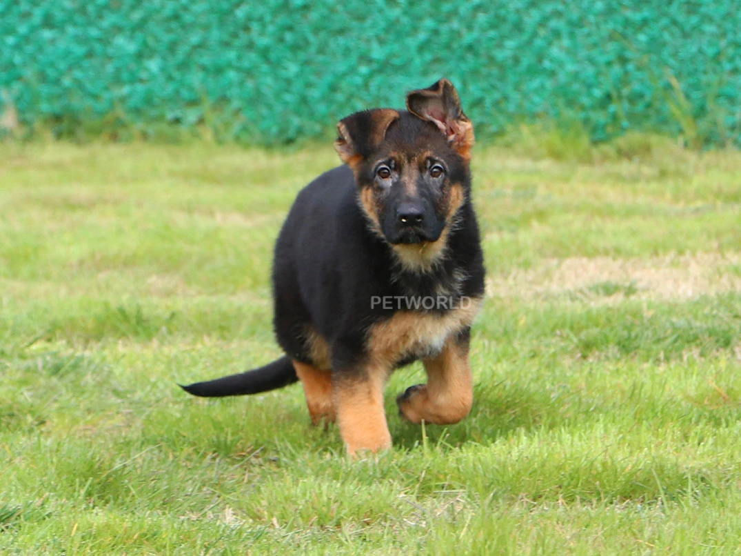 Alman Çoban Köpeği Emma 3