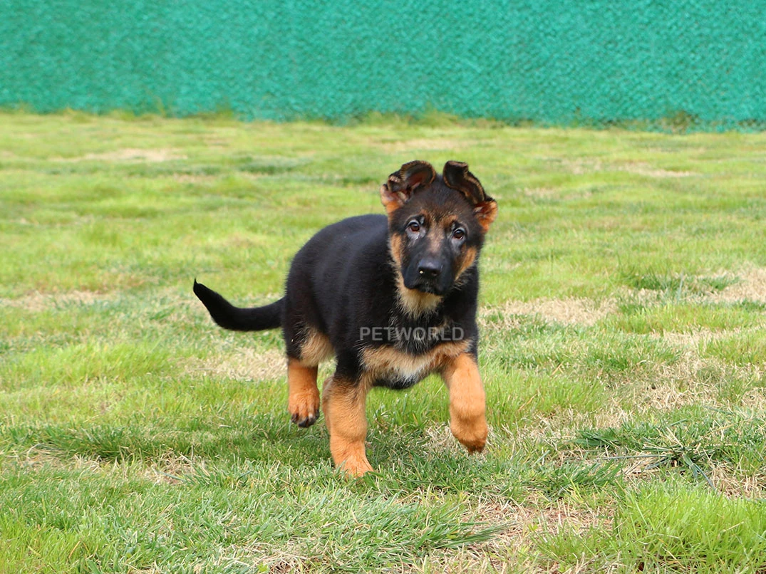 Alman Çoban Köpeği Emma 1