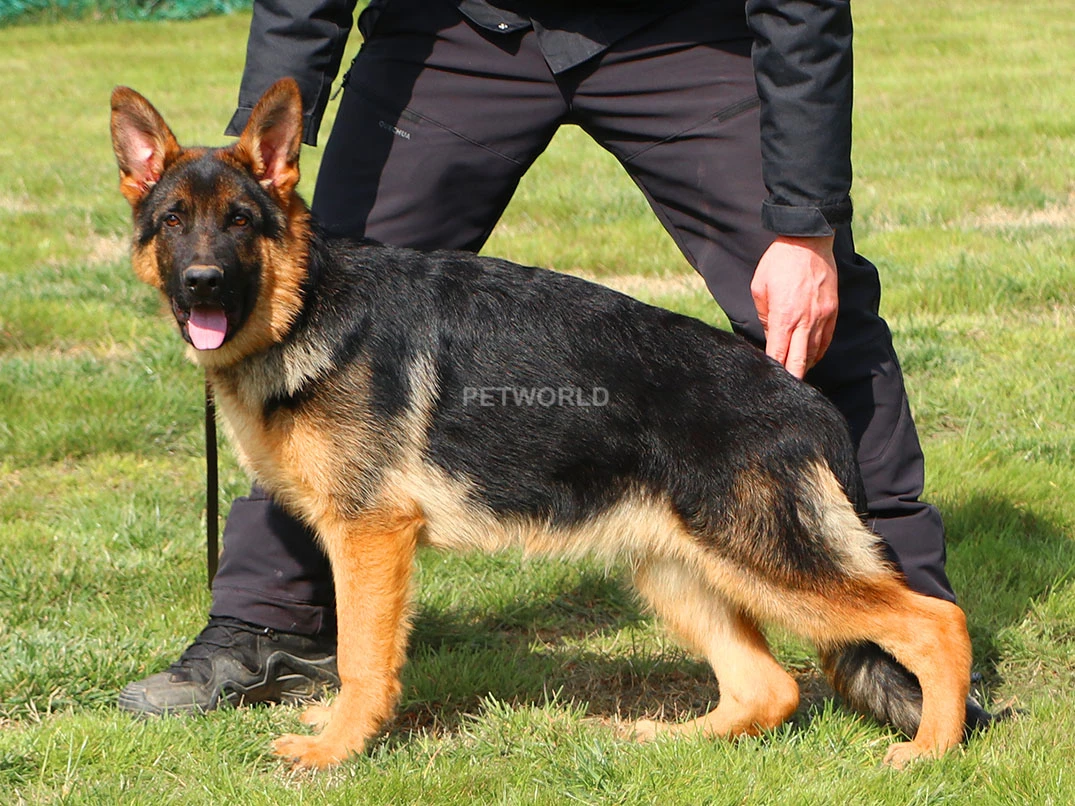 Alman Çoban Köpeği Ranger