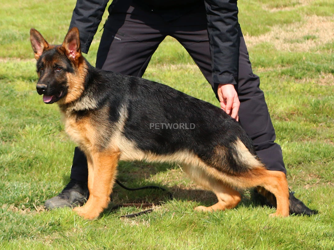 Alman Çoban Köpeği Ranger 1