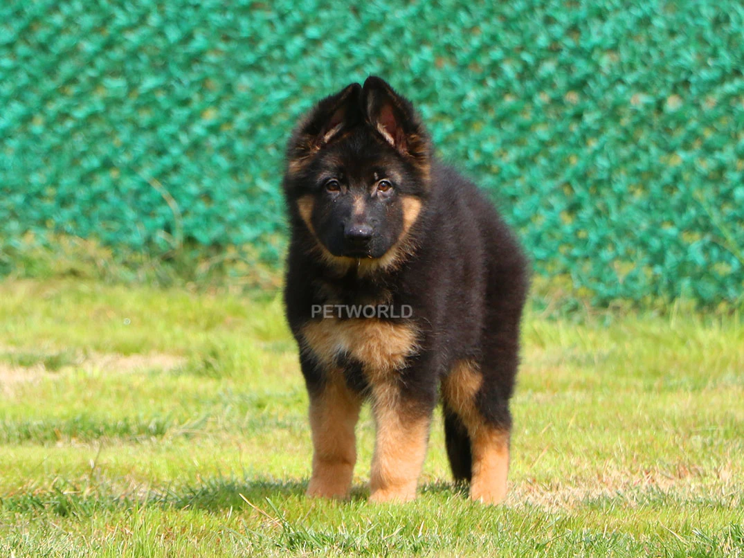 Alman Çoban Köpeği Logan