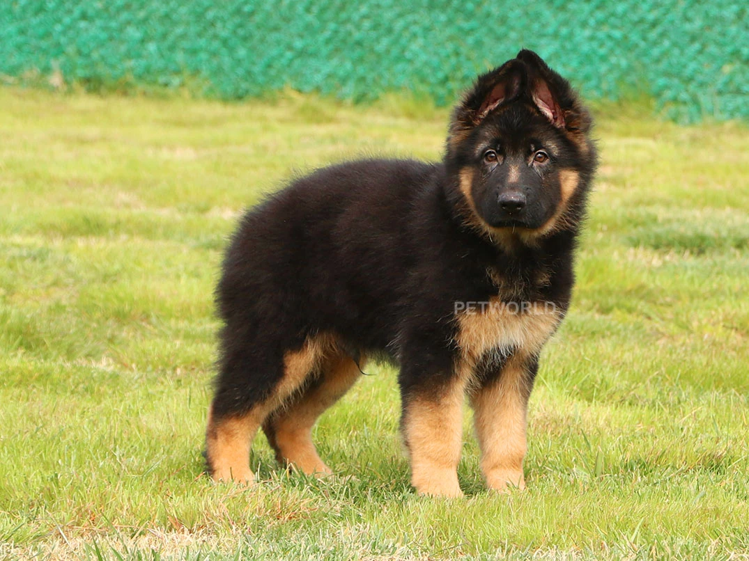 Alman Çoban Köpeği Logan 3