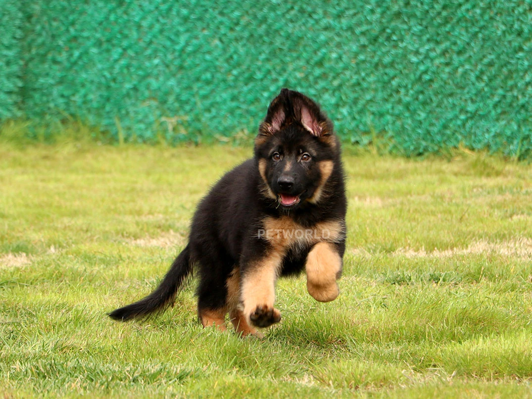 Alman Çoban Köpeği Logan 1