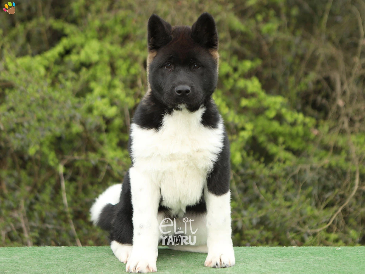 Akita inu Arthur