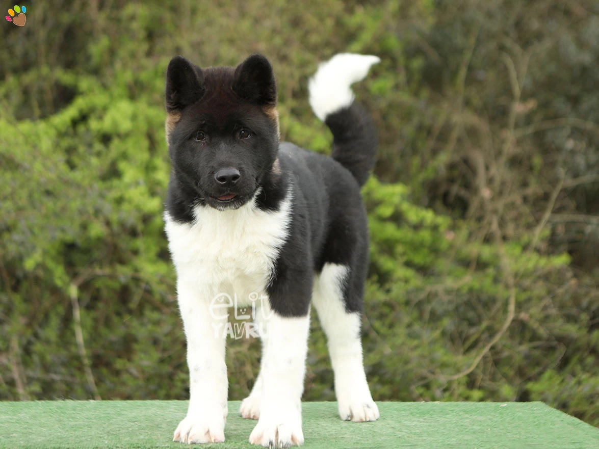 Akita inu Arthur 3