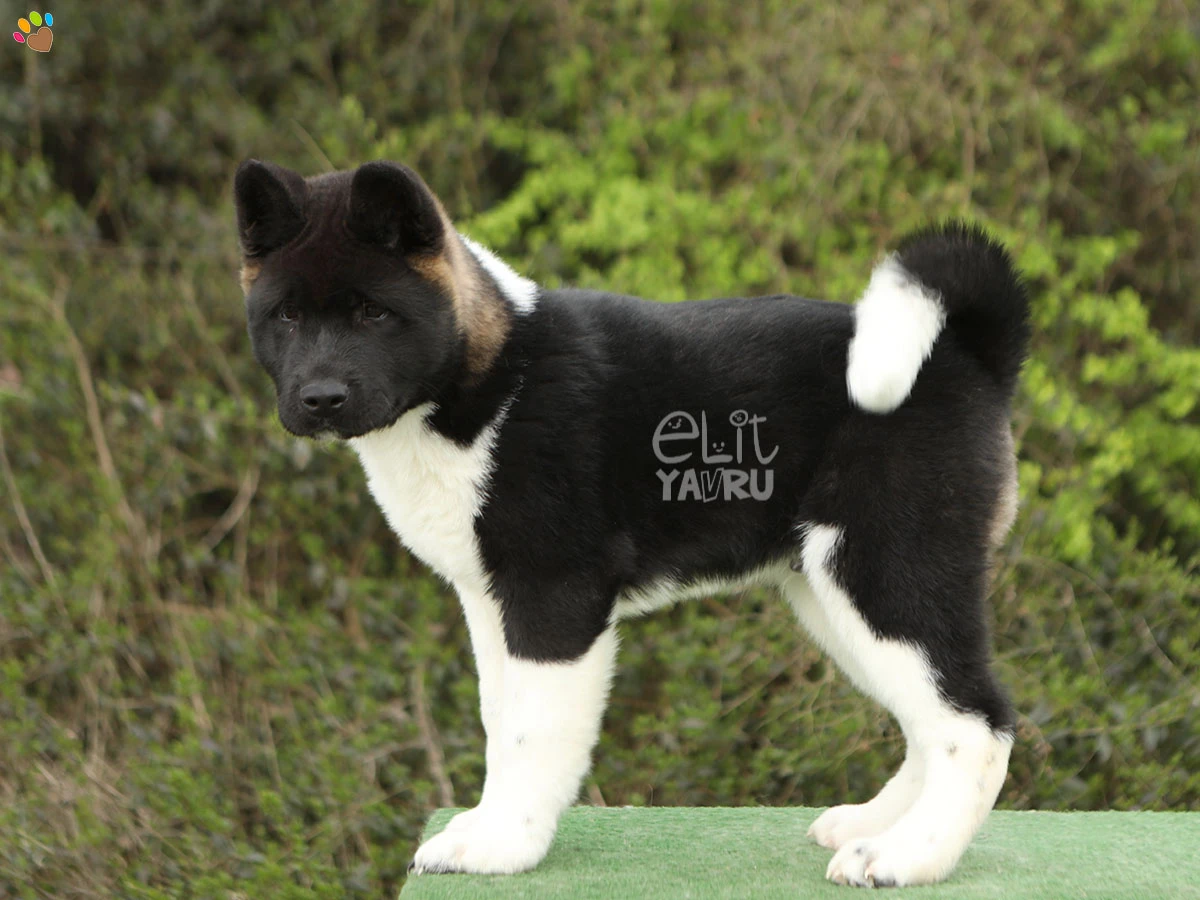 Akita inu Arthur 1