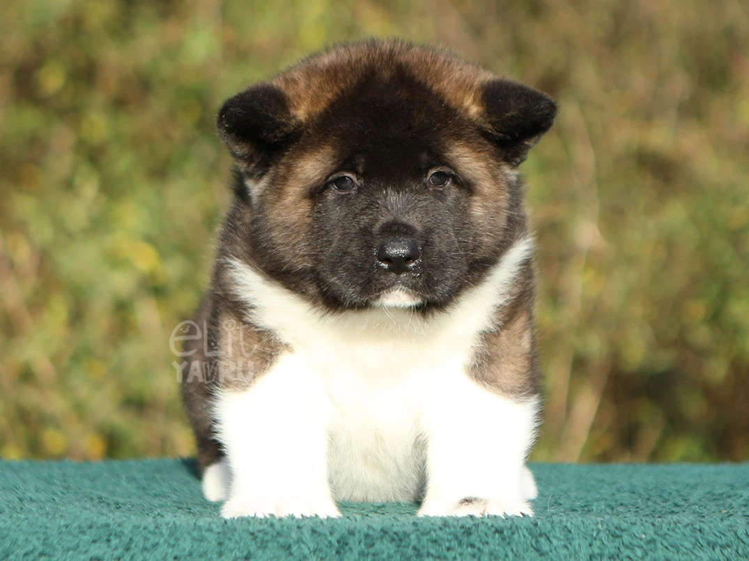 Akita inu Ava