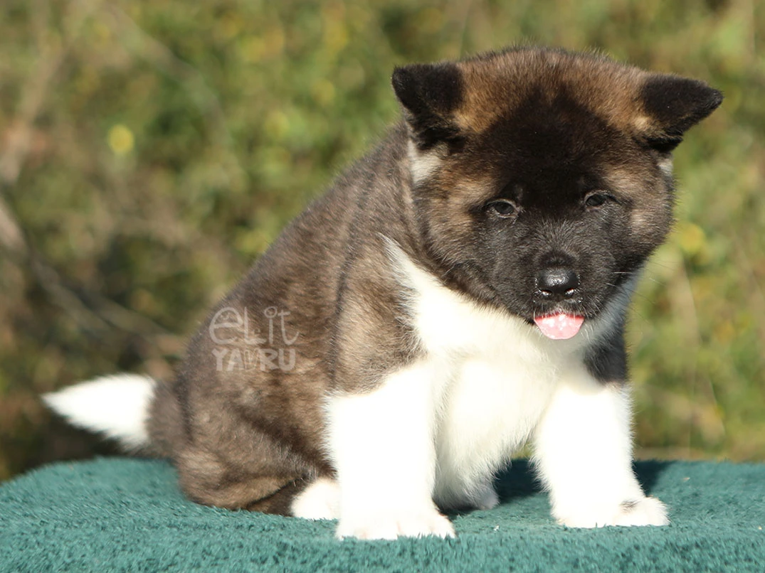 Akita inu Ava 2